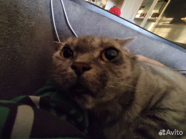 Потерял кота