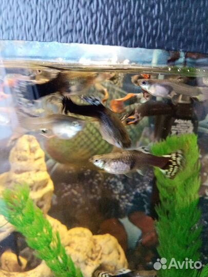 Аквариумные рыбки гуппи и сомики анцитрусы