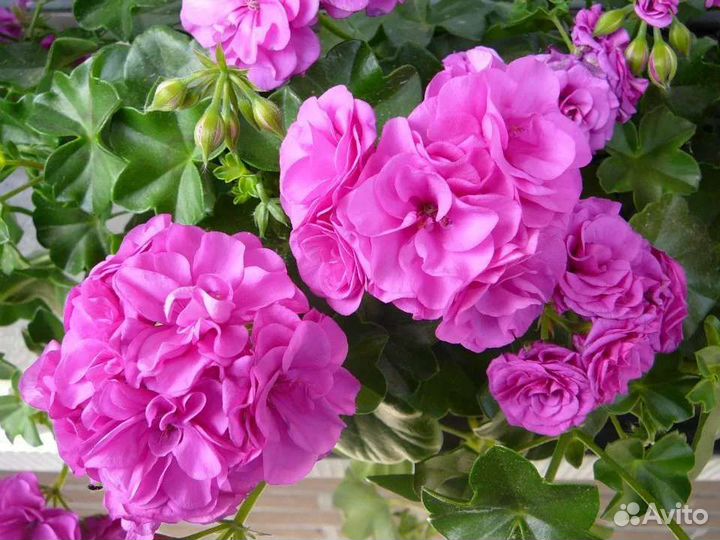 Пеларгония герань