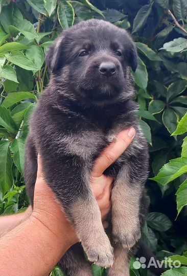 Алиментный щенок вео