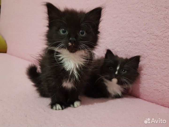 Черные пушистые мальчики с белой грудкой 2 мес