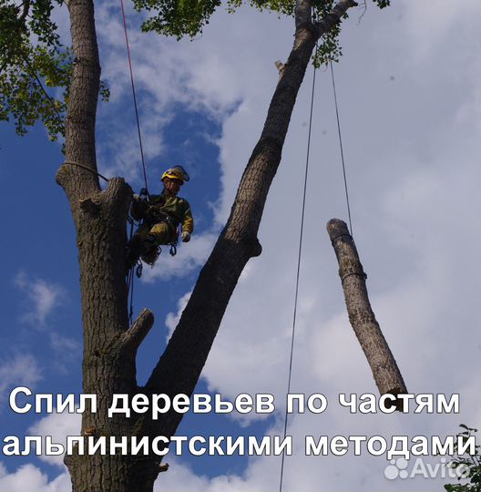 Спил и обрезка деревьев, расчистка участка