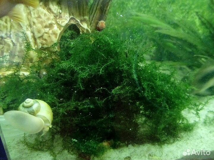 Растение в аквариум пистия, яванский мох