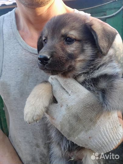 Отдам бесплатно