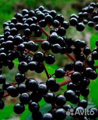 Семена и сеянцы бархата амурского