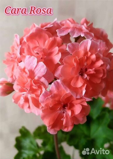 Герань пеларгония