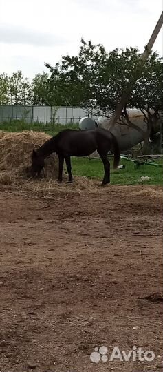 Продаю лошадей Карачаевской породы