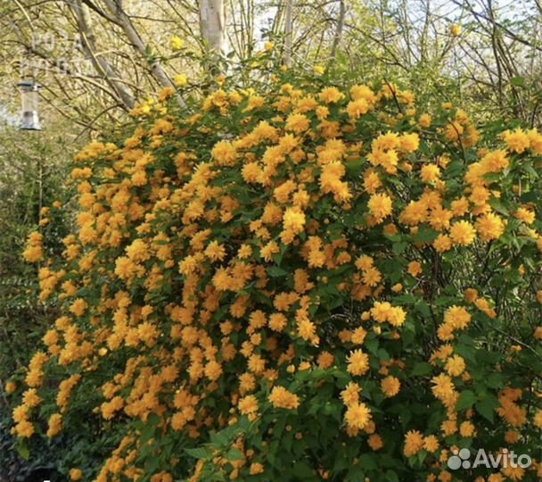 Многолетники садовые