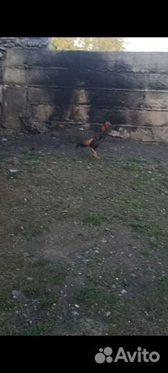 Бойцовая курица