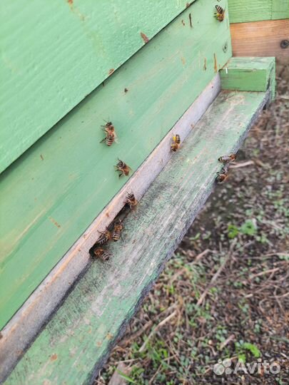 Пчелы бакфаст