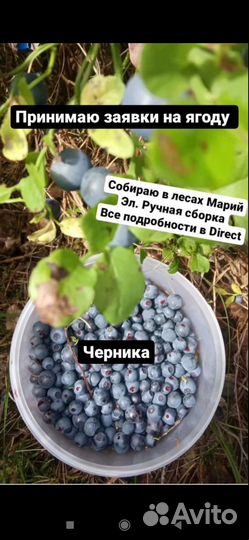Ягоды черника