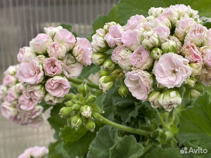 Пеларгония герань