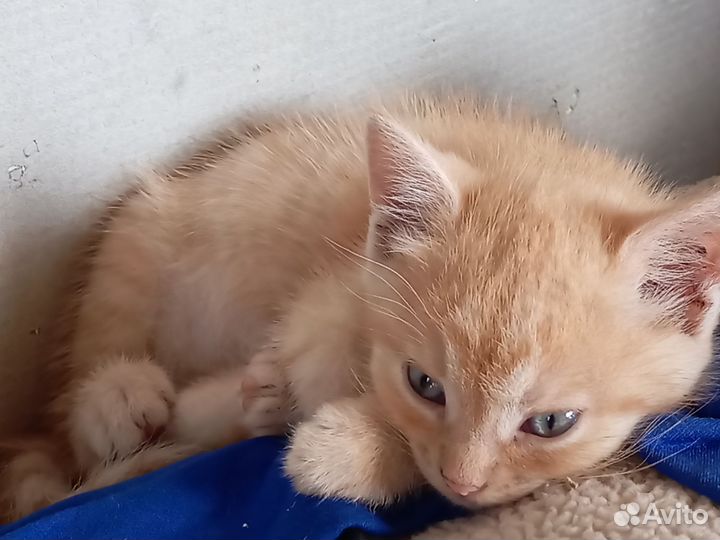 Отдам кота в добрые руки