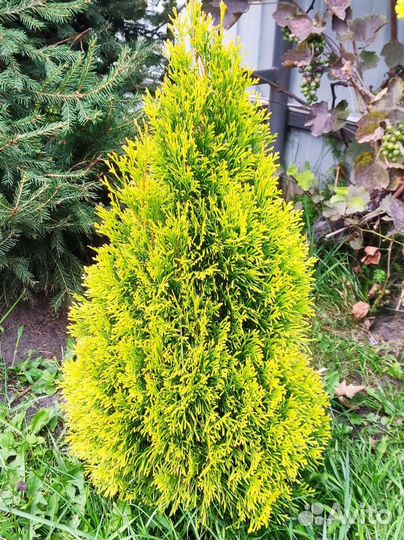 Туя голден смарагд