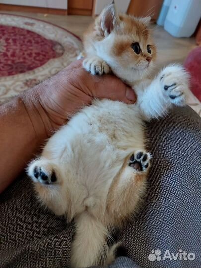 Котёнок