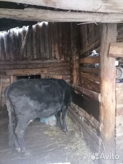 Корова молочная