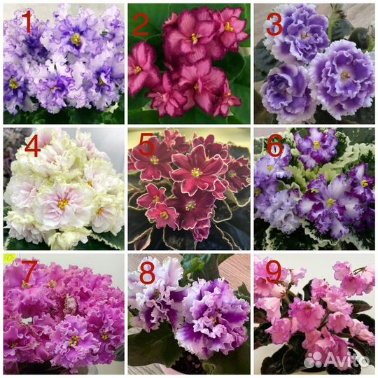 Свежесрезанные черенки сортовых фиалок