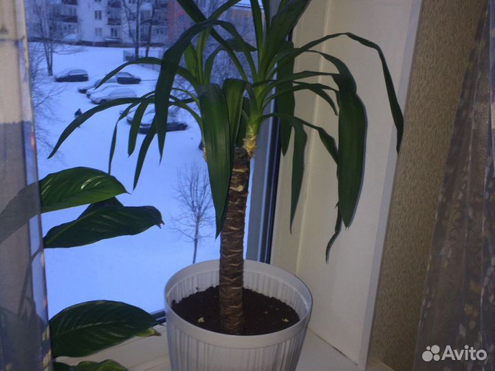 Пахиподиум/Фикус/ Юкка и др