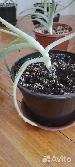 Алоэ вера большой