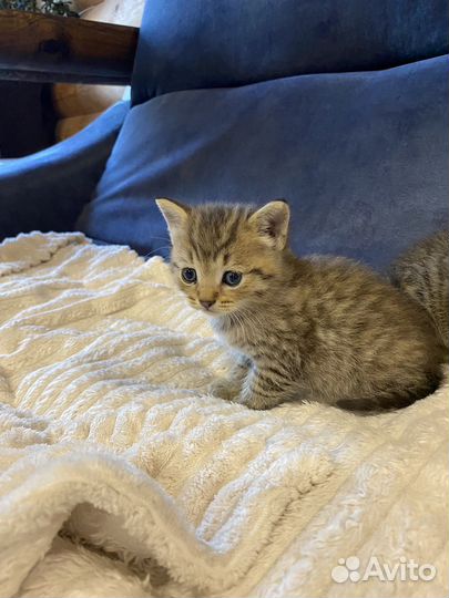 Котята Вискас