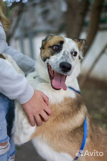 Молодая собачка в поиске любящей семьи