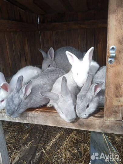 Кролики мясных, пород белый великан