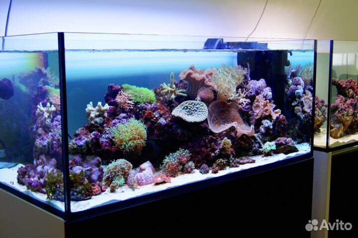 Изготовление морских аквариумных комплексов