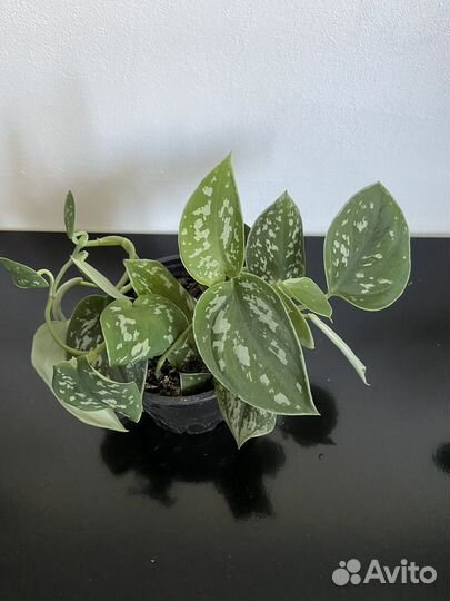 Сциндапсус