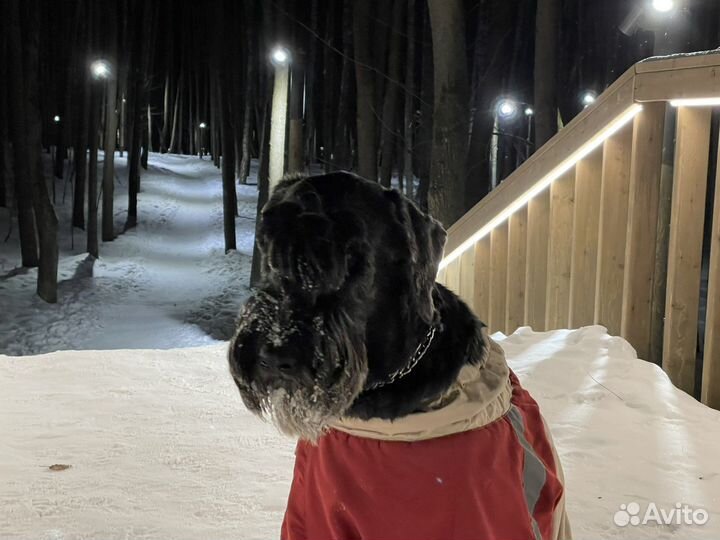 Передержка, зооняня, выгульщик