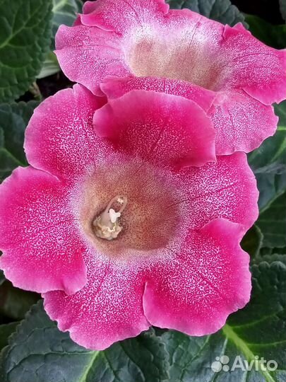 Глоксинии, детки,семена