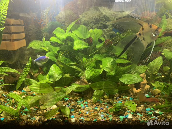 Украшение для аквариума