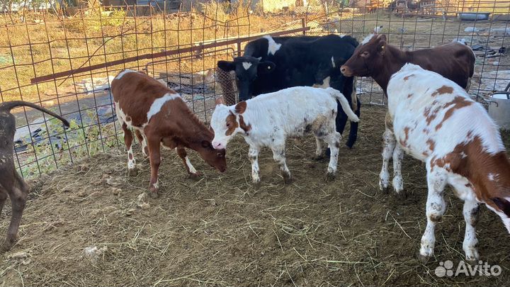 Тёлочки и бычки