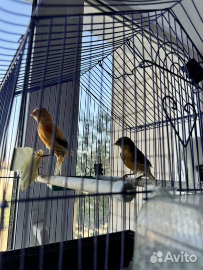 Кенара и канарейки