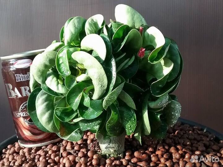 Семена адениума Dorset Horn