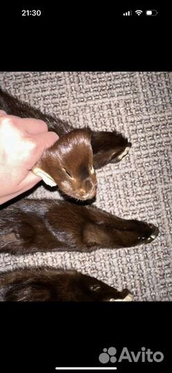 Норка цельная, шкурка