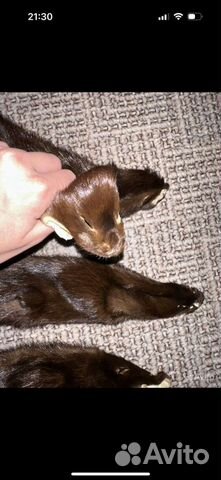 Норка цельная, шкурка