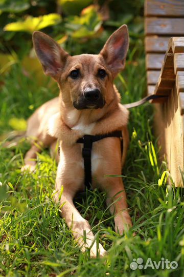 Собака в добрые руки щенок