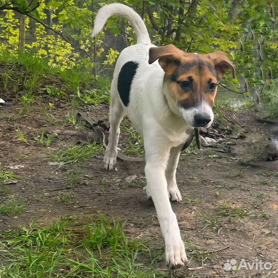 Метис джек рассела