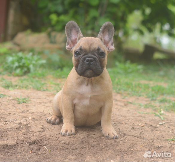 Французский бульдог щенки разных окрасов