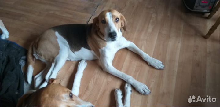 Щенки русской пегой гончей