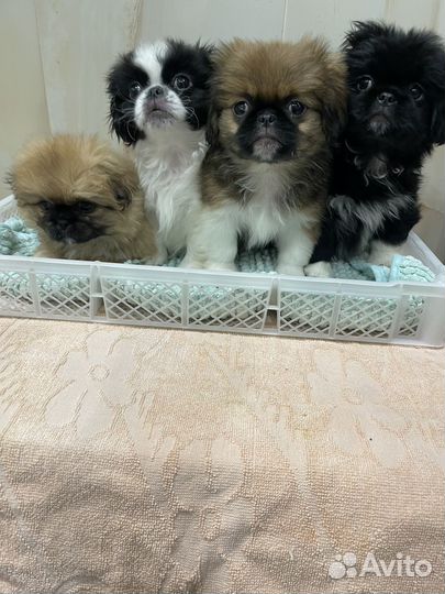 Щенки пекинеса