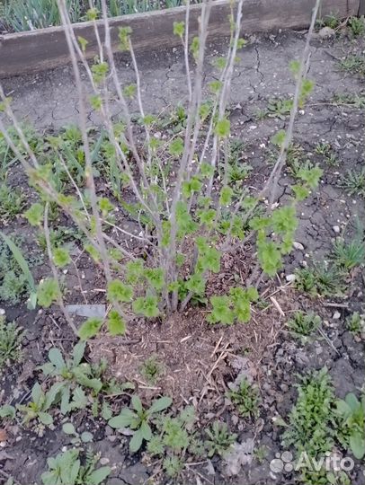 Смородина черная