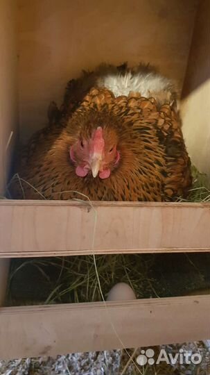 Гнездо для кур с яйцесборником