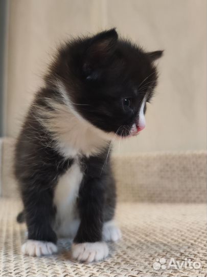 Котята вислоухие