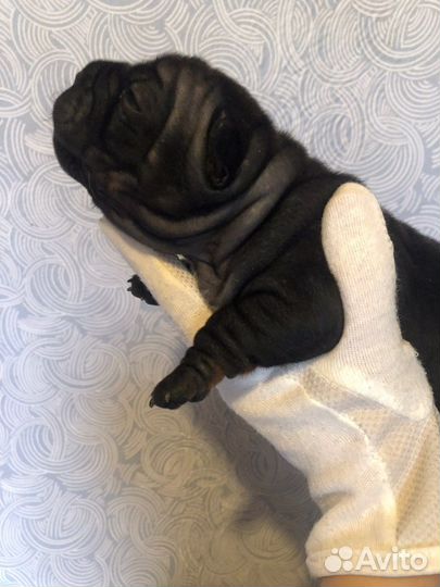 Щенки чунцина