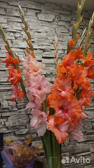 Гладиолусы букеты, срезка