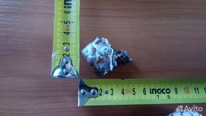 Морские ракушки раковины