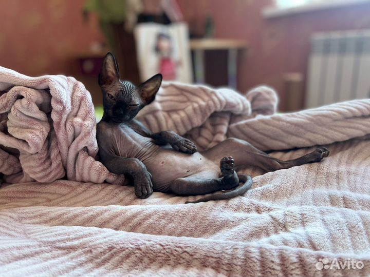 Канадский сфинкс