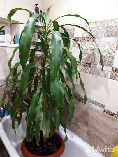 Комнатные цветы юкка
