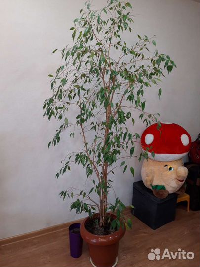 Фикус бенджамина большой